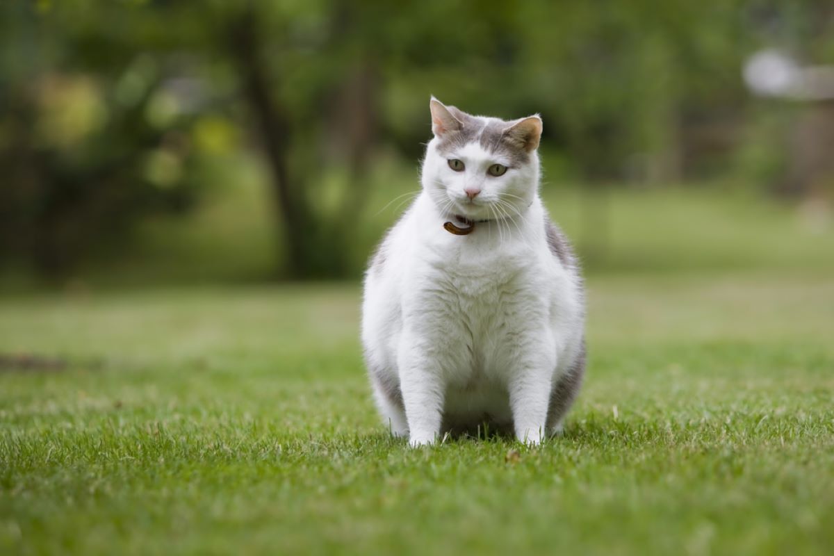 Dev Tüy Yumağınız İçin 250'den Fazla Şişman Kedi İsmi