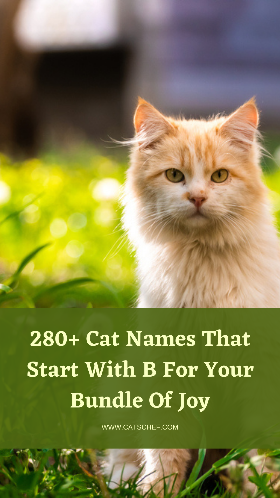 280+ Cat Names That Start With B For Your Bundle Of Joy