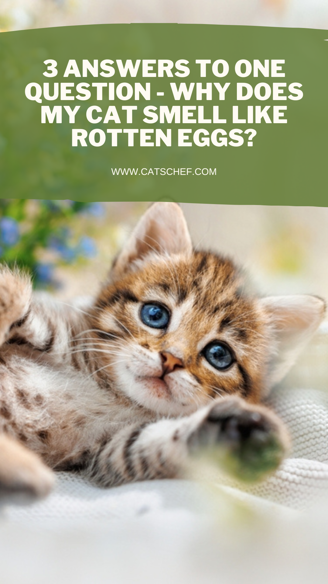 3 Answers To One Question - Why Does My Cat Smell Like Rotten Eggs?