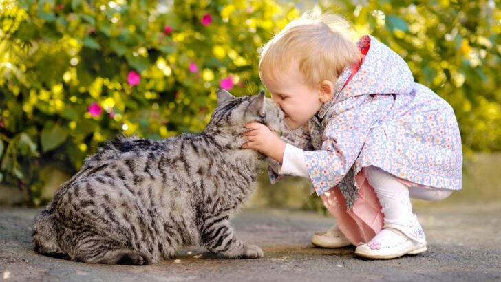 6 Playful Cat Breeds Perfect For Families With Kids
