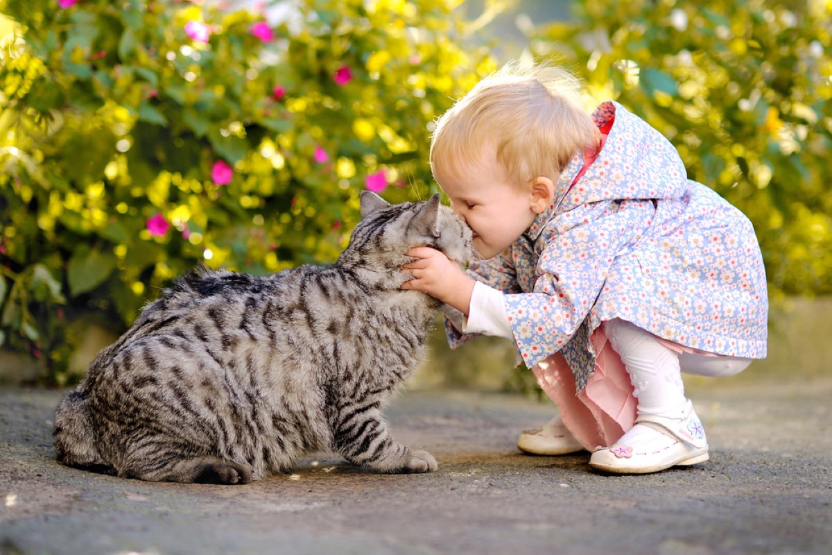 6 Playful Cat Breeds Perfect For Families With Kids