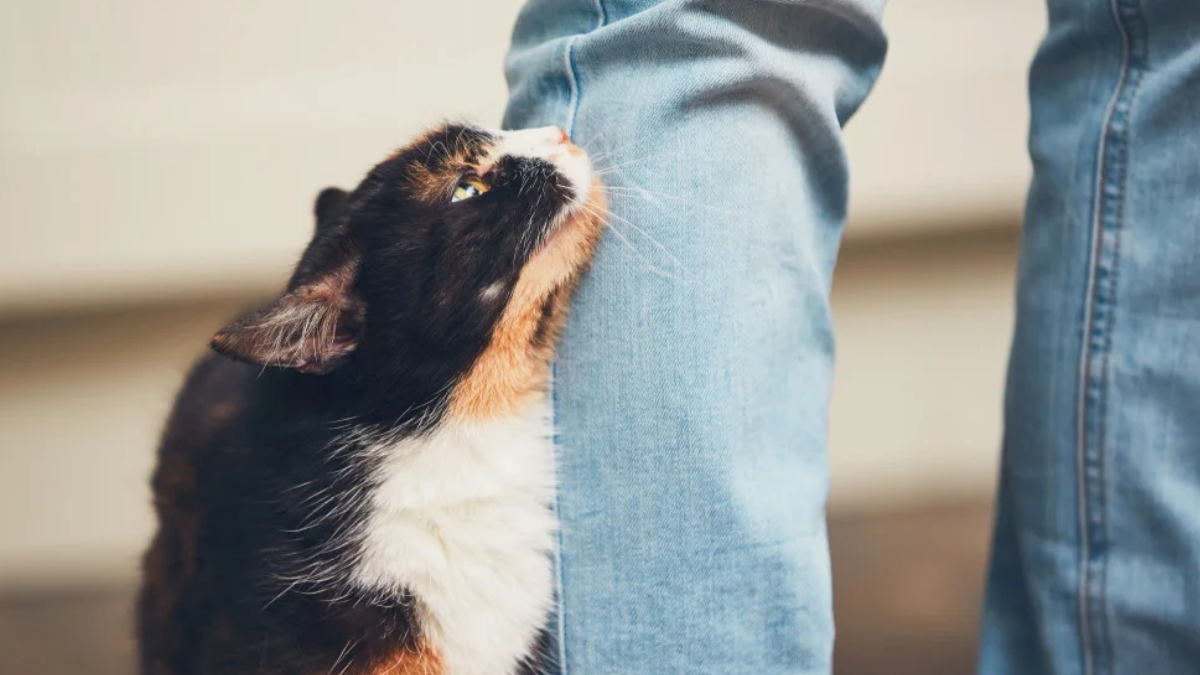 6 Possible Reasons Why Cats Rub Against You