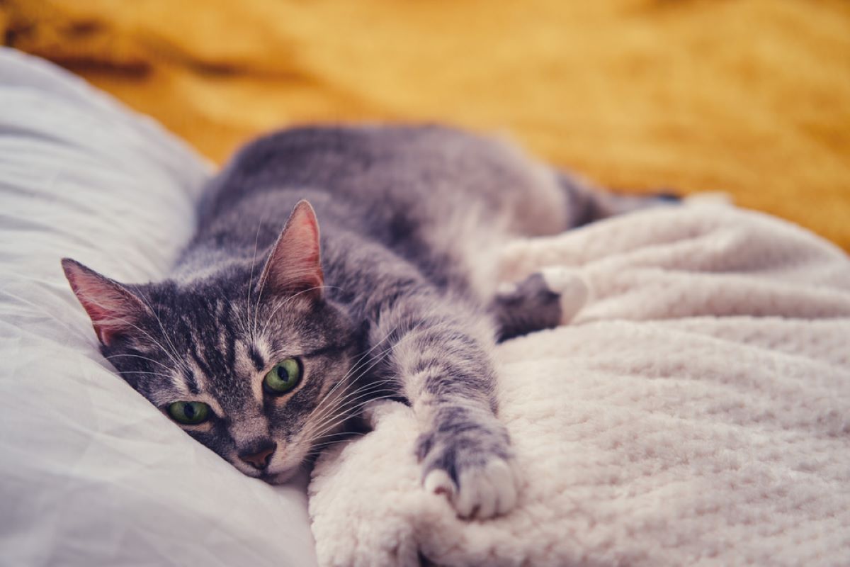 8 Ways To Help An Anxious Cat Feel Better