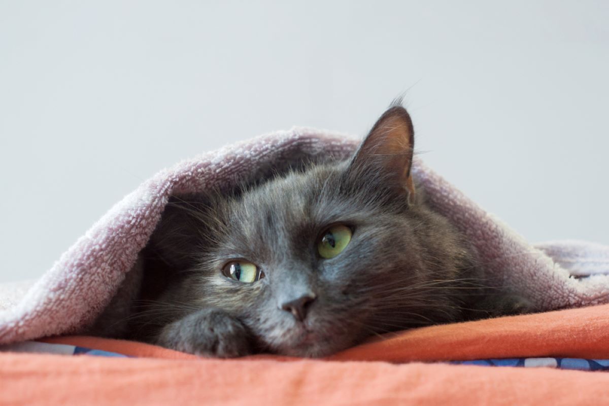 8 Ways To Help An Anxious Cat Feel Better