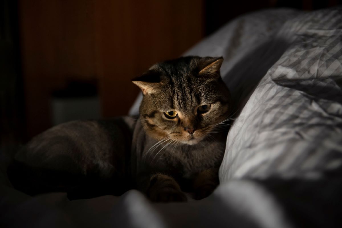 8 Ways To Help An Anxious Cat Feel Better