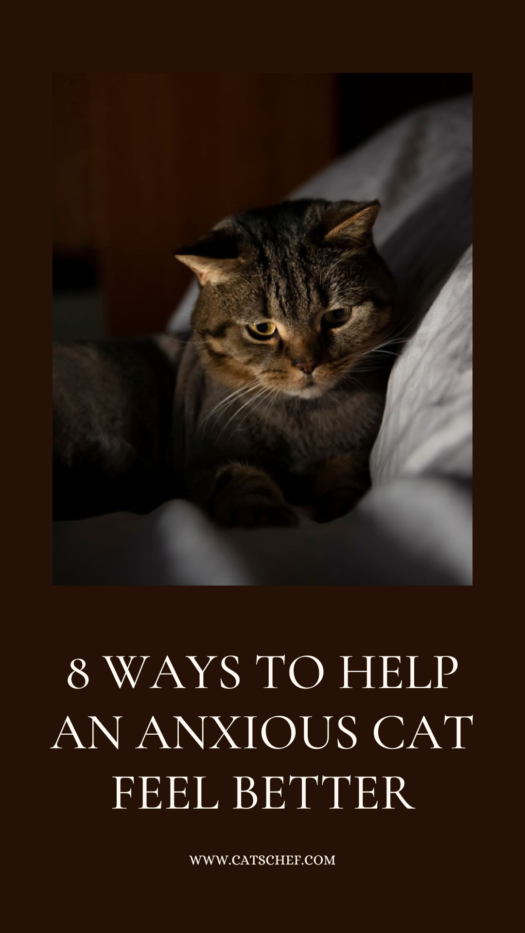 8 Endişeli Bir Kedinin Daha İyi Hissetmesine Yardımcı Olmanın Yolları