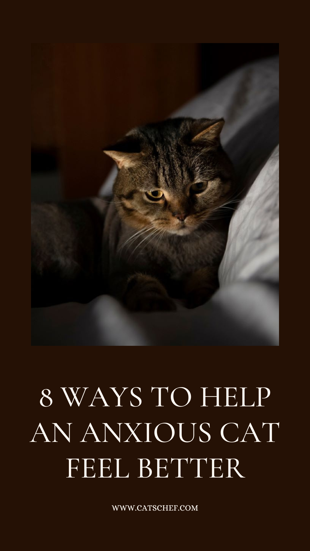 8 Ways To Help An Anxious Cat Feel Better