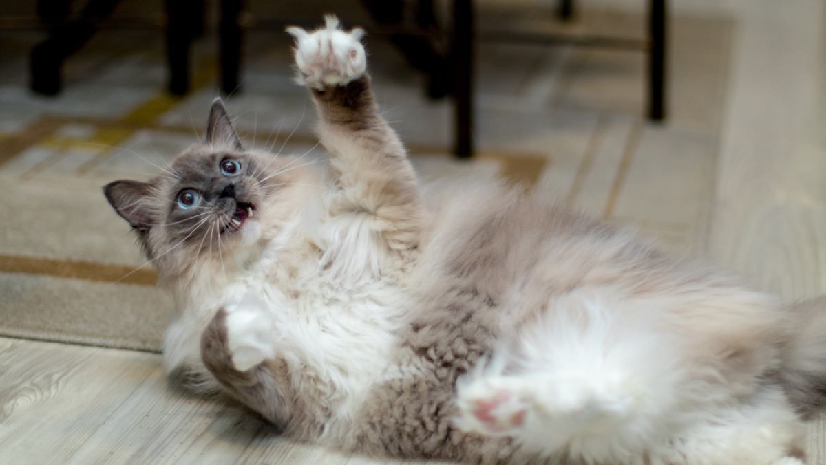 9 Bad Things About Ragdolls: A Not-So-Purrfect Feline Buddy