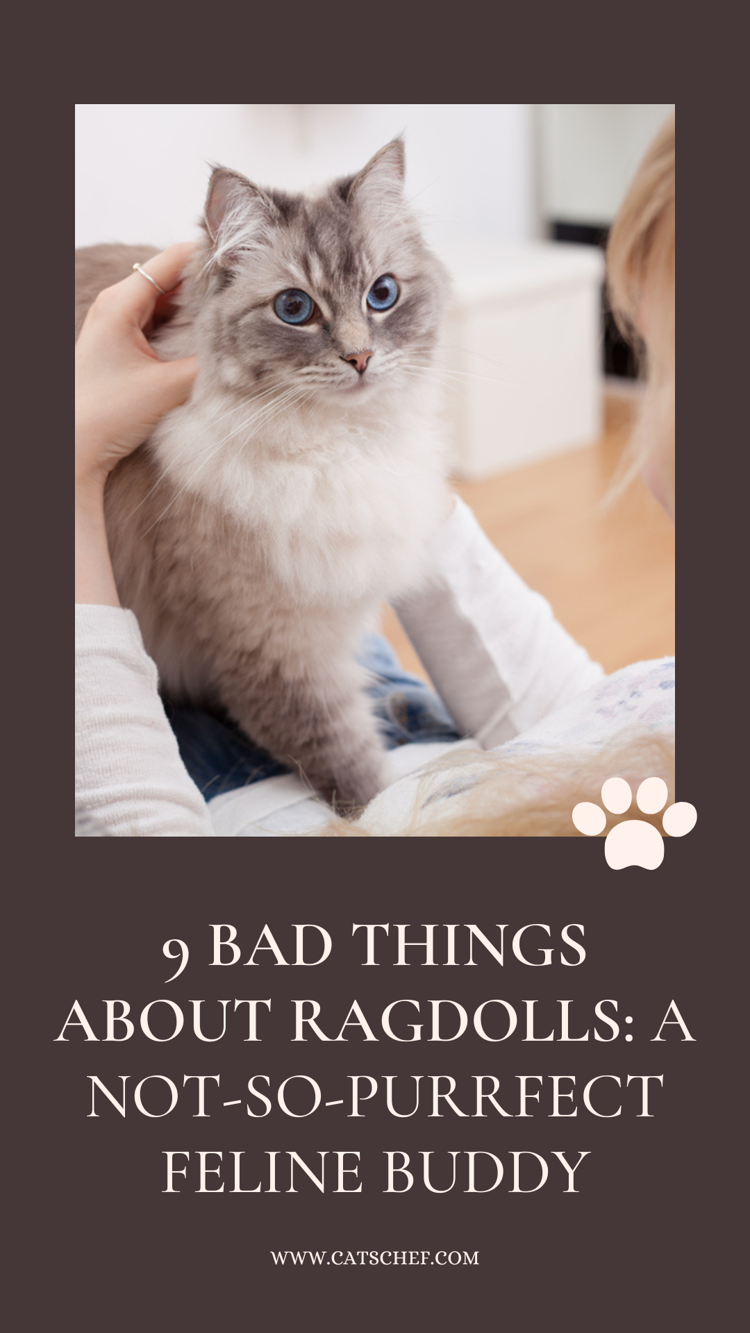 Ragdoll'lar Hakkında 9 Kötü Şey: Pek de Mükemmel Olmayan Bir Kedi Dostu