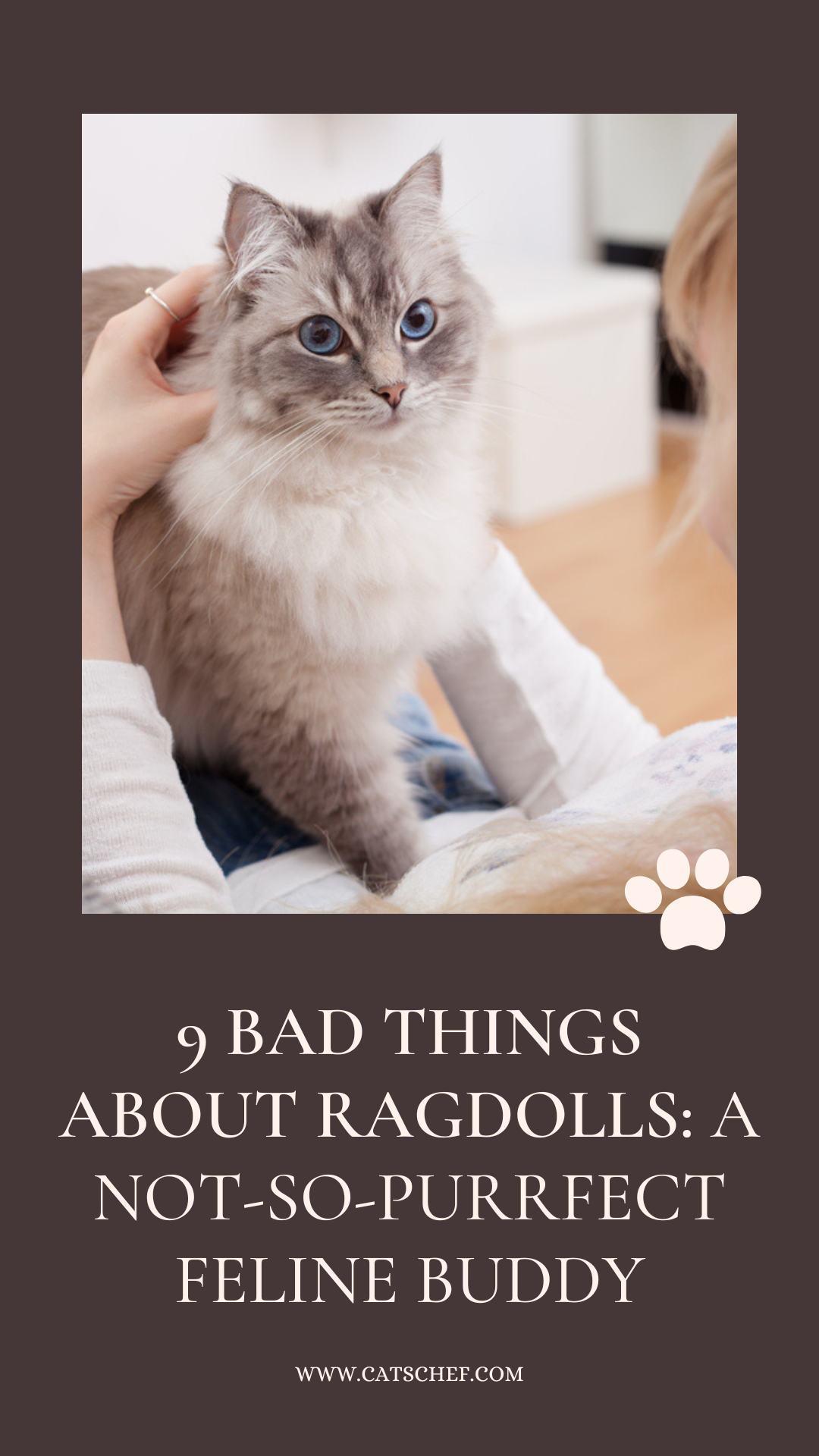 9 Bad Things About Ragdolls: A Not-So-Purrfect Feline Buddy