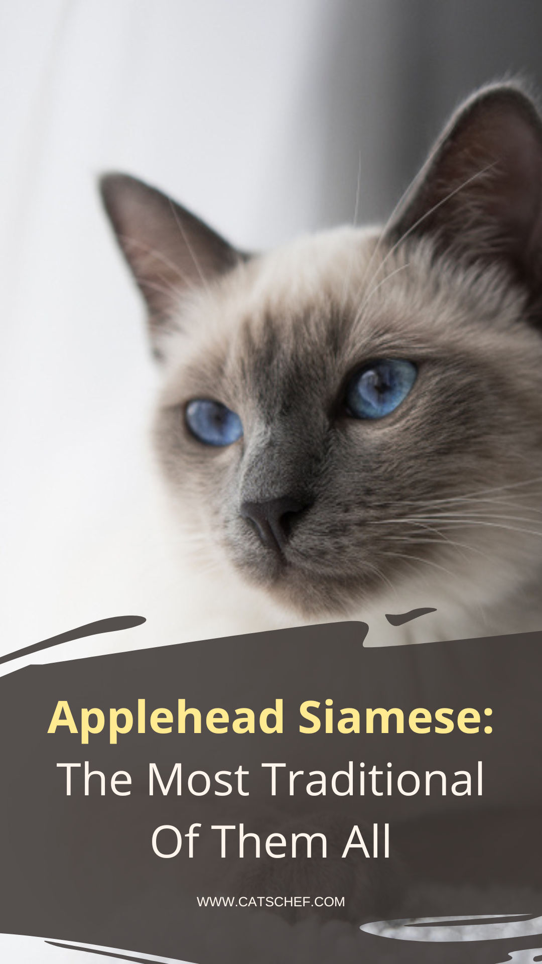 Applehead Siamese: The Most Traditional Of Them All