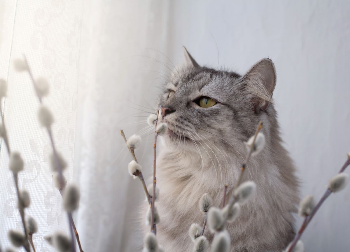 Kedi Söğütleri Kediler İçin Zehirli mi? Üzgün Olmaktansa Güvende Olmak Daha İyi