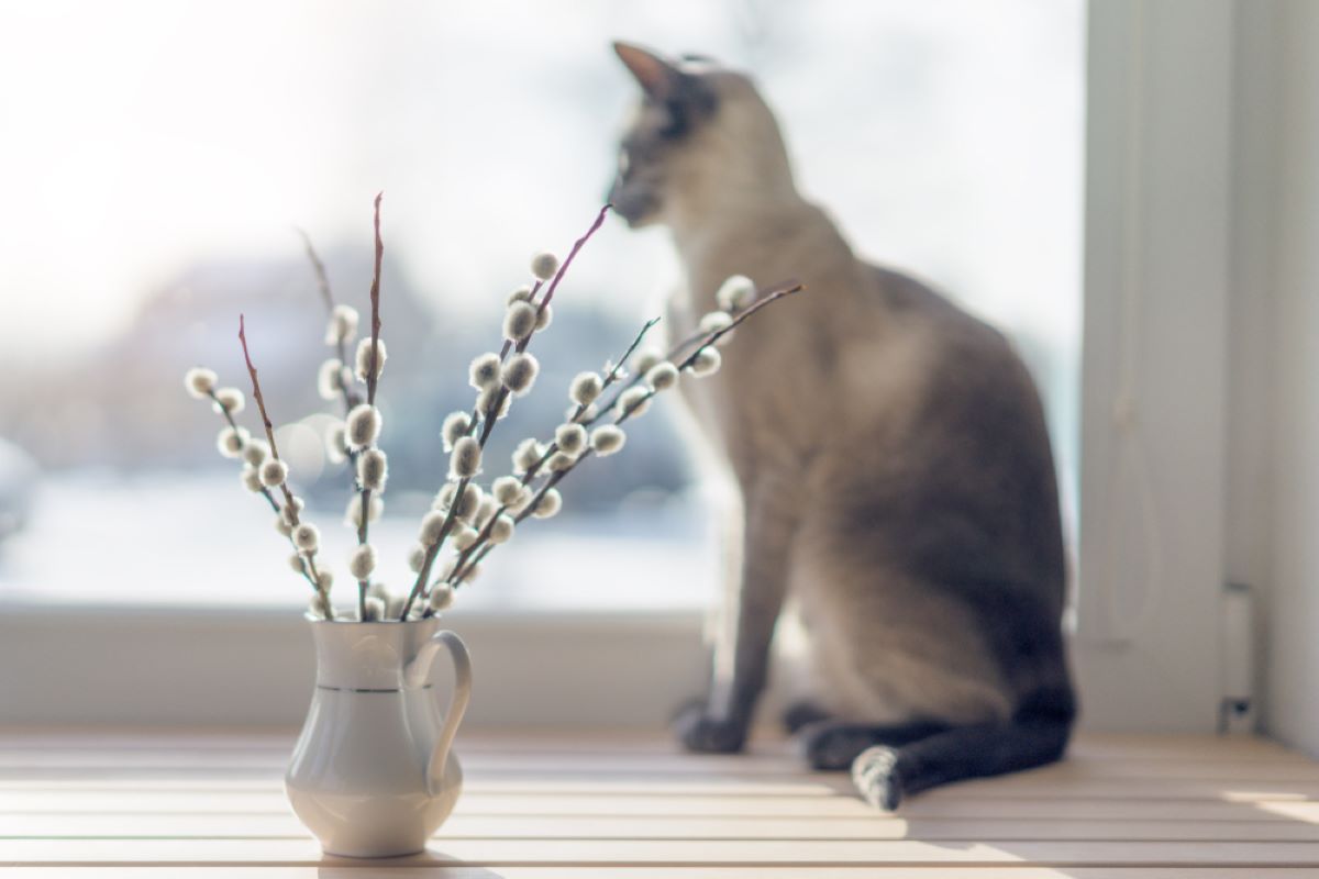Are Pussy Willows Toxic To Cats? Better Safe Than Sorry