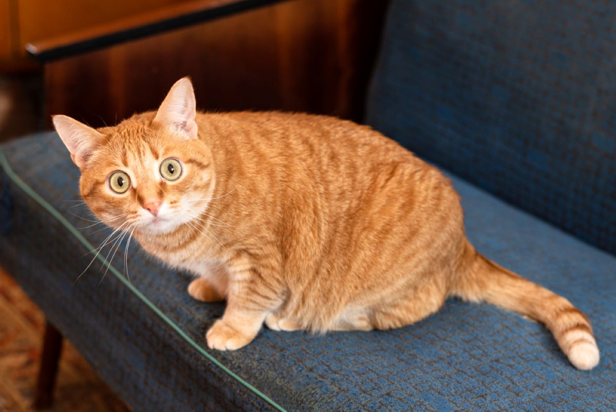 Can Cats Have Autism? Here's Everything You Should Know