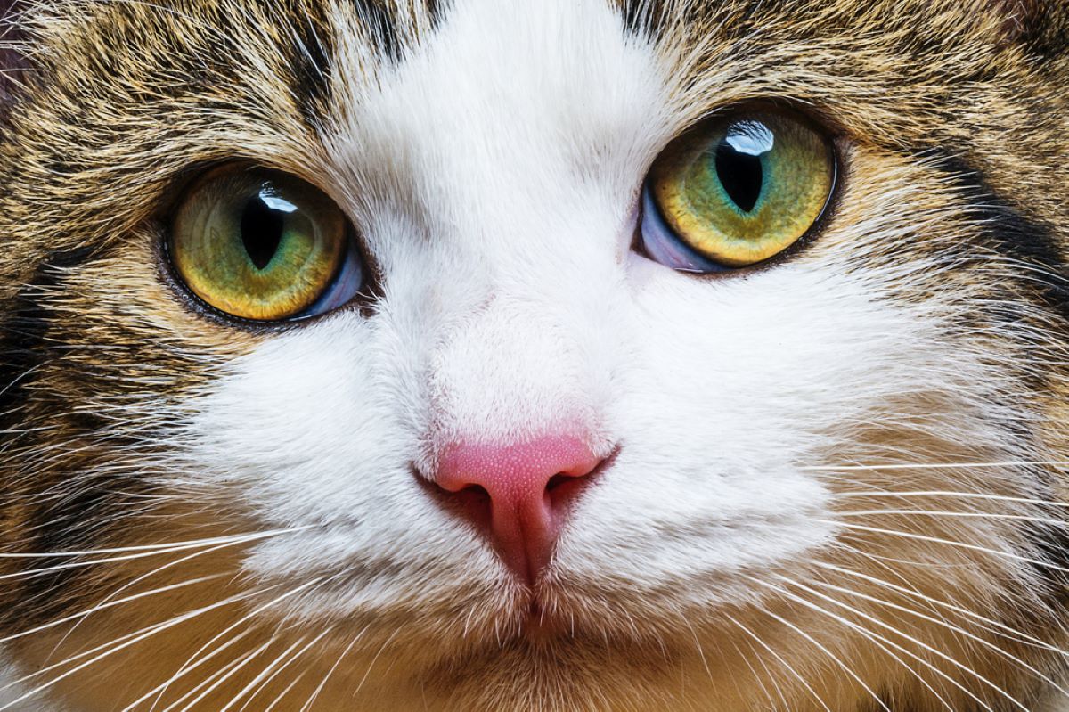 Can Cats Move Their Eyes? Is Their Sight Eye-deal?