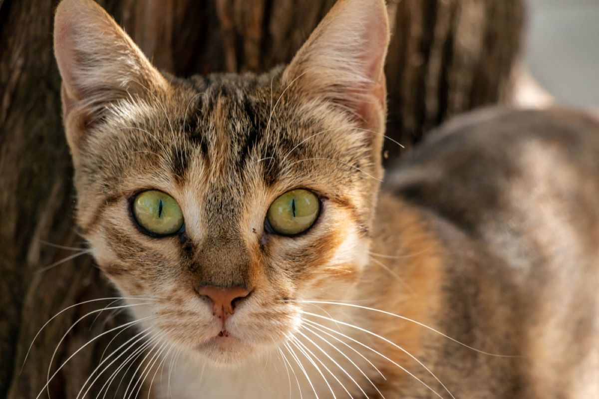 Kediler Gözlerini Hareket Ettirebilir mi? Görme Yetileri Gözle İlgili mi?