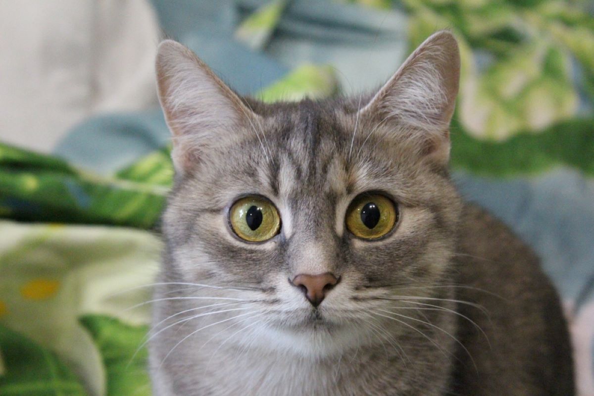 Can Cats Move Their Eyes? Is Their Sight Eye-deal?