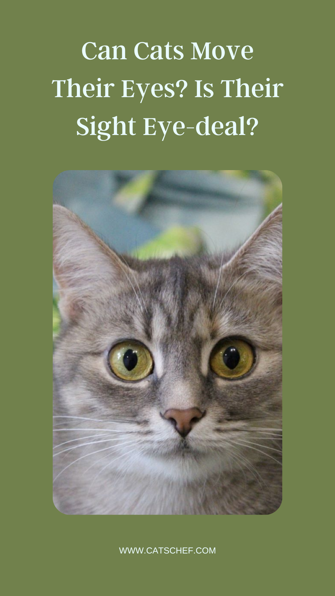 Can Cats Move Their Eyes? Is Their Sight Eye-deal?