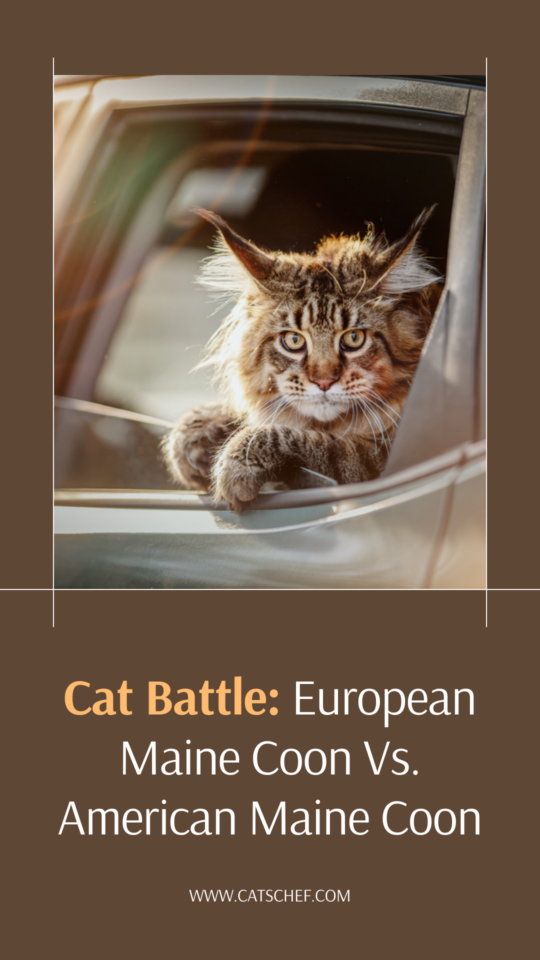 Cat Battle European Maine Coon Vs. American Maine Coon