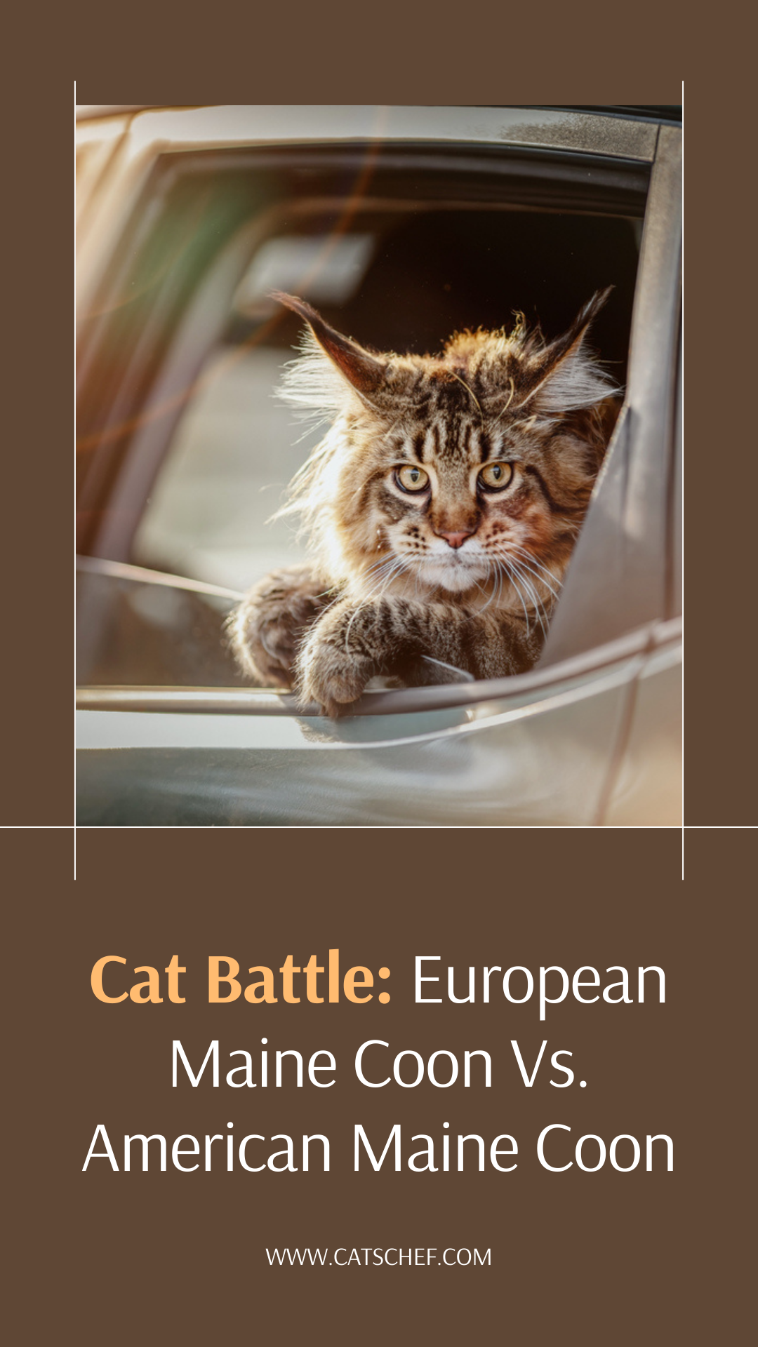 Cat Battle: European Maine Coon Vs. American Maine Coon