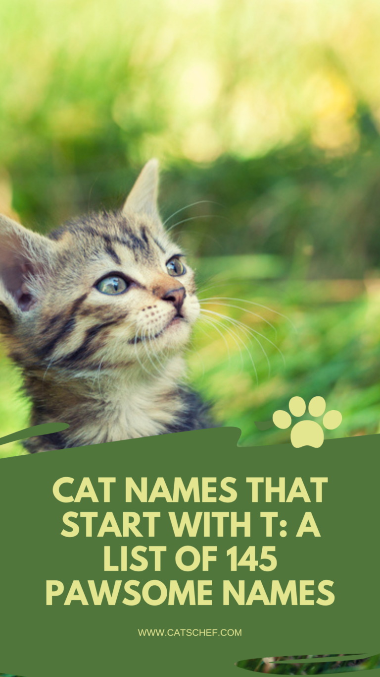 cat-names-that-start-with-t-a-list-of-145-pawsome-names