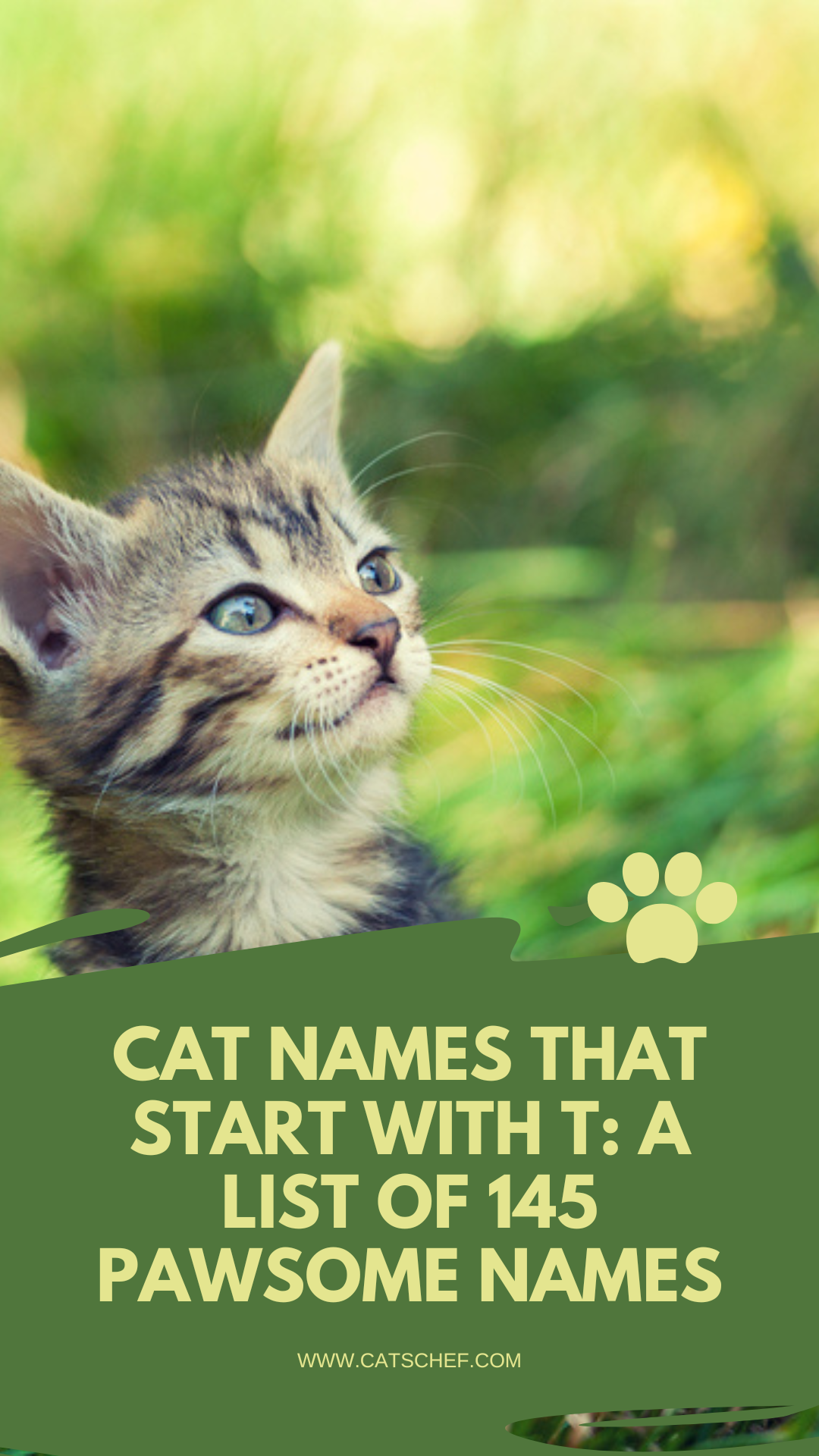 T ile Başlayan Kedi İsimleri: 145 Patili İsimden Oluşan Bir Liste