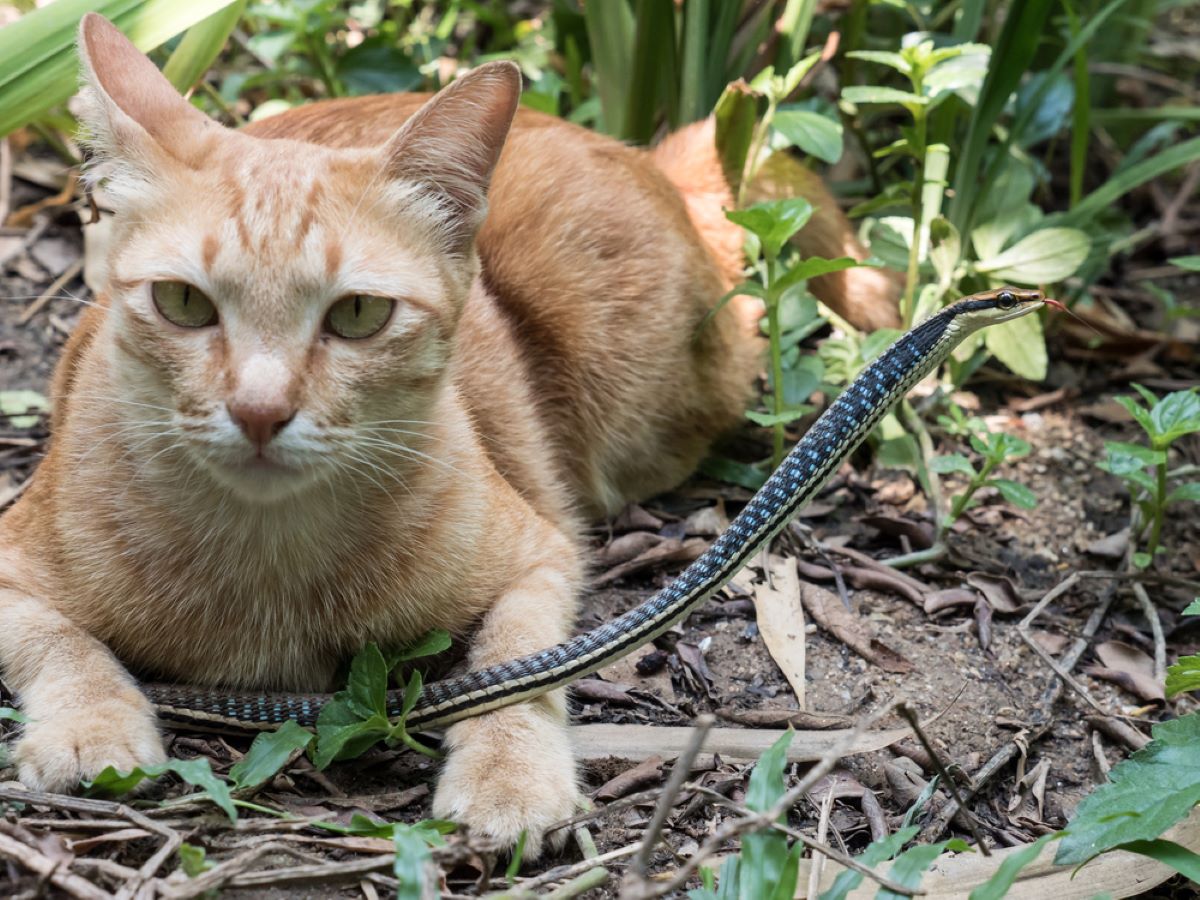 Do Cats Eat Snakes? Are Their Hunting Habits Bad For Them?
