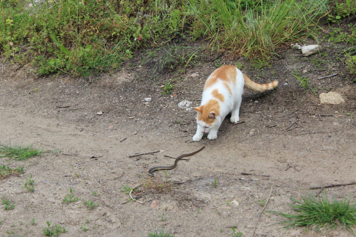 Do Cats Eat Snakes? Are Their Hunting Habits Bad For Them?