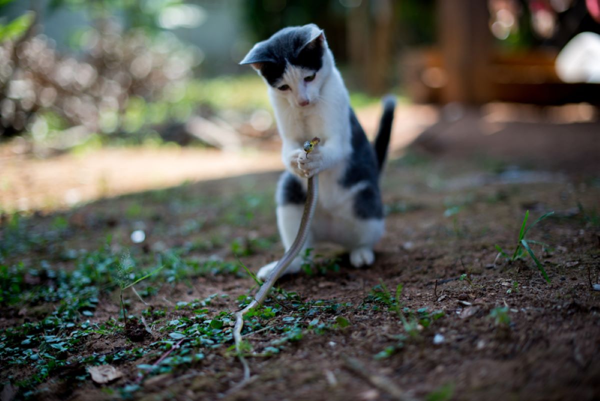 Do Cats Eat Snakes? Are Their Hunting Habits Bad For Them?