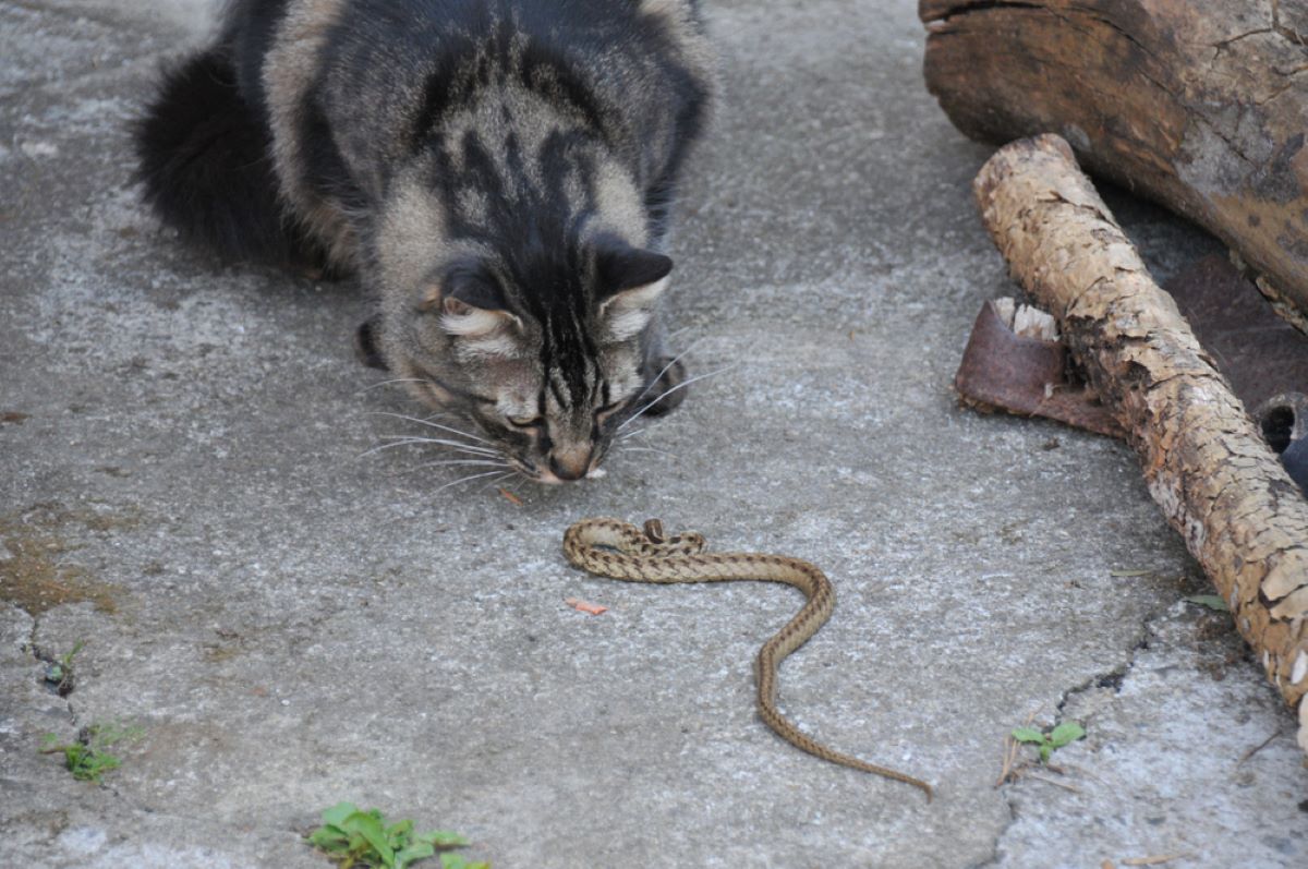 Do Cats Eat Snakes? Are Their Hunting Habits Bad For Them?