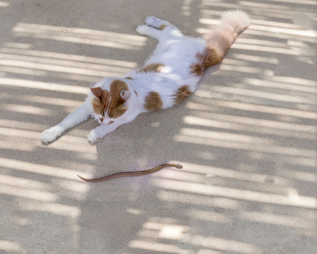 Do Cats Eat Snakes? Are Their Hunting Habits Bad For Them?