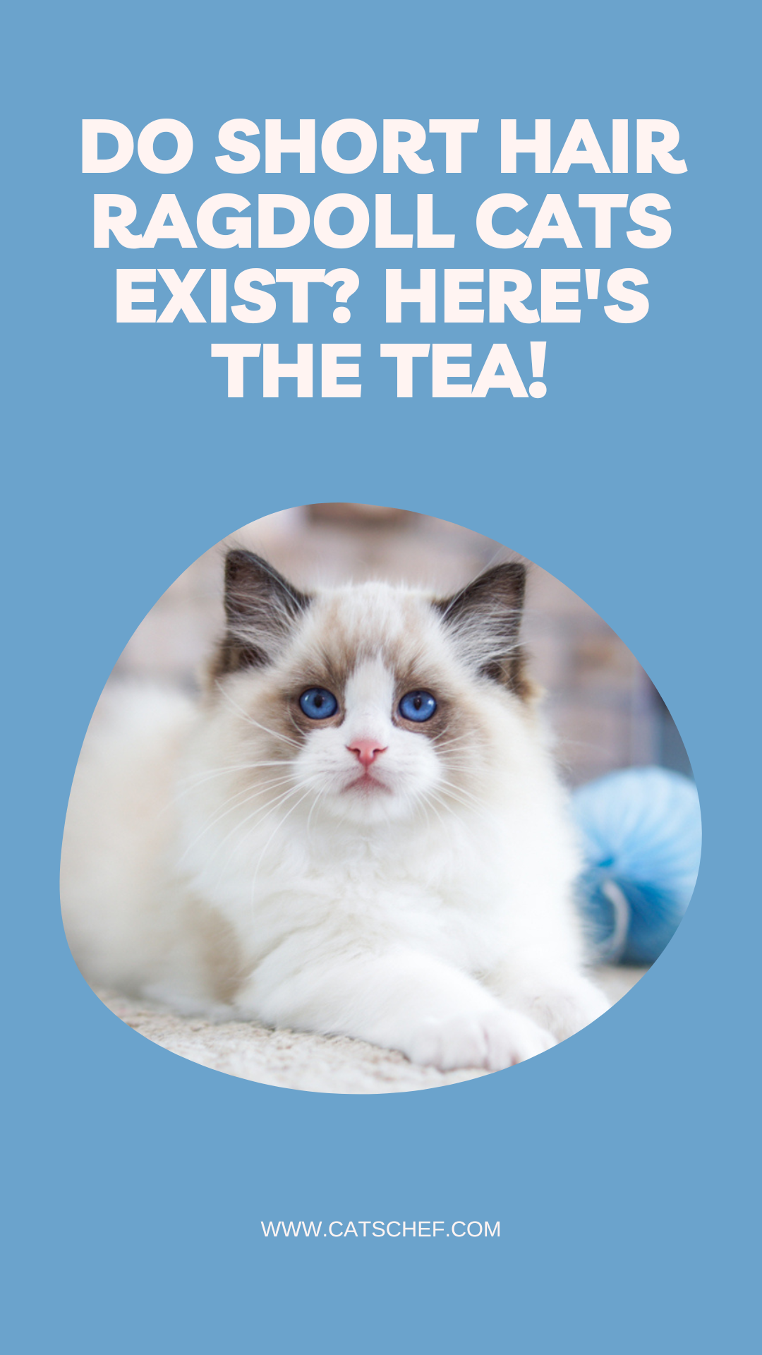 Do Short Hair Ragdoll Cats Exist? Here's The Tea!