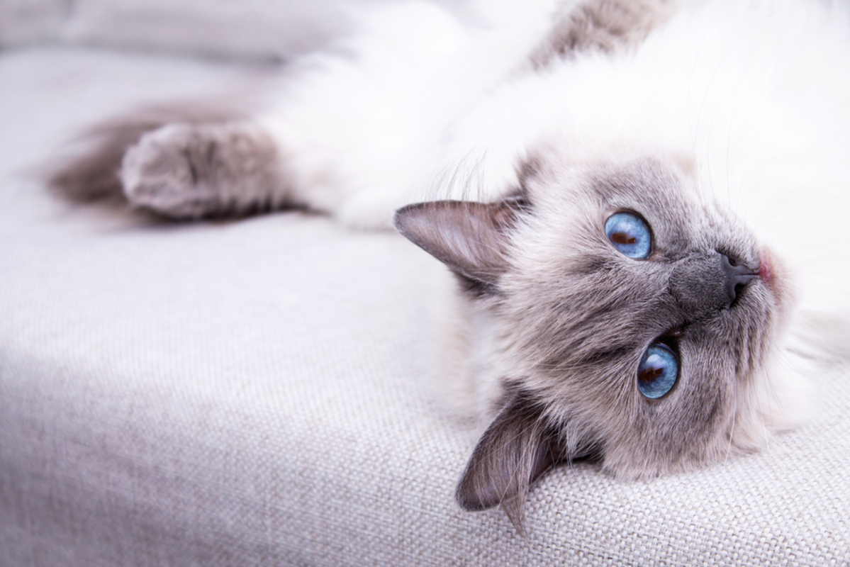 Do Short Hair Ragdoll Cats Exist? Here's The Tea!