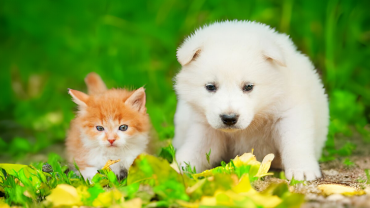 The 24 Worst Dog Breeds For Cats: Which Pups To Avoid