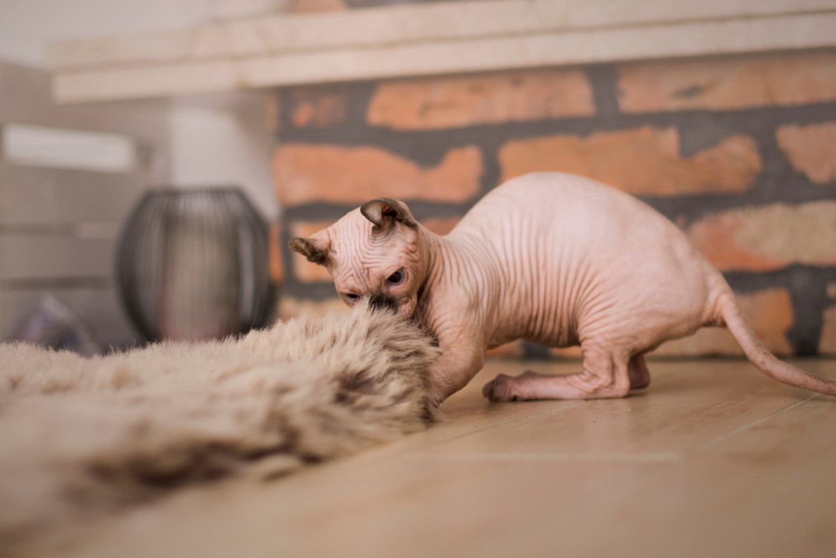 Dwelf Cat: The Curls And Wrinkles You Can't Resist