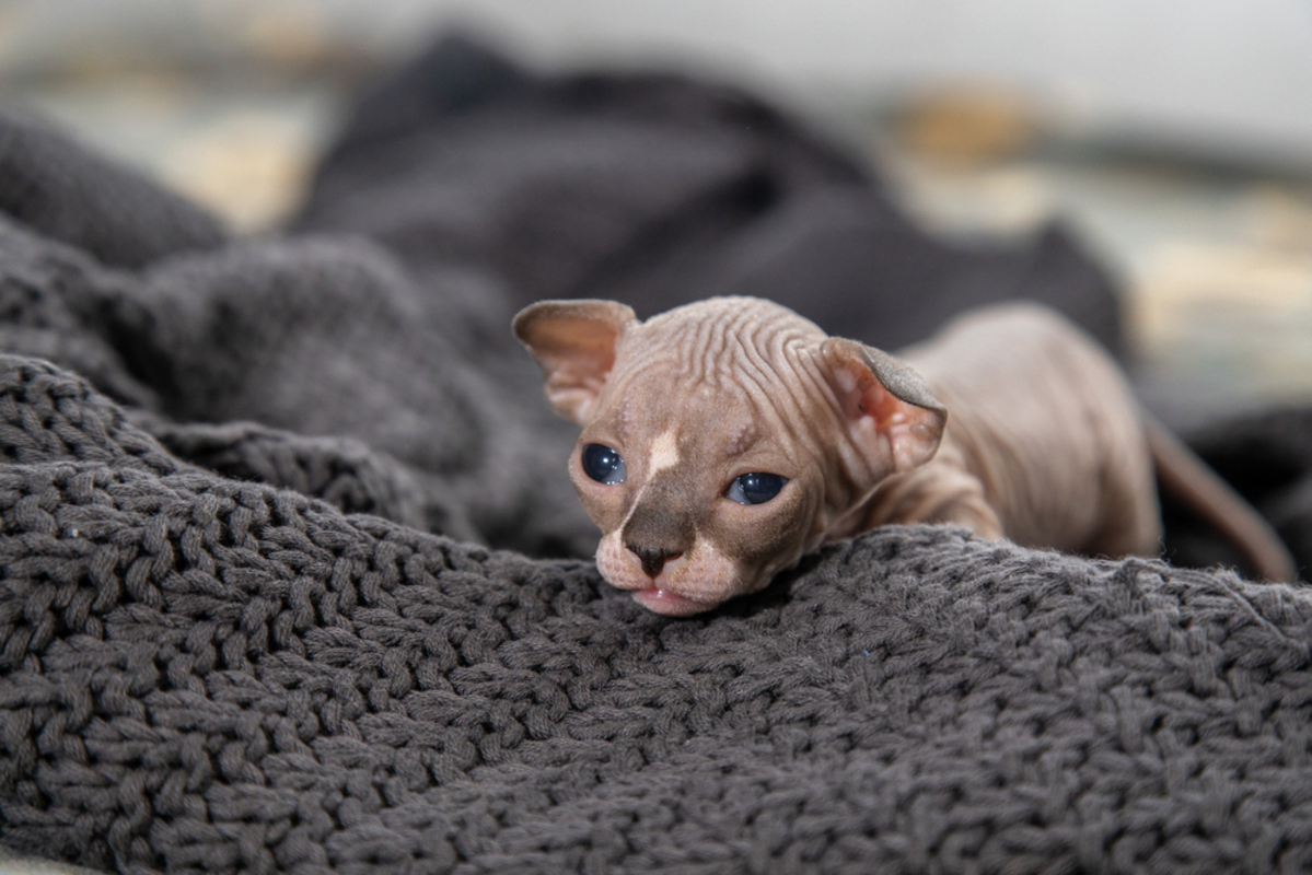 Dwelf Cat: The Curls And Wrinkles You Can't Resist