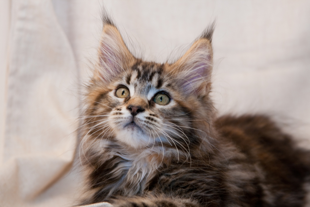 Cat Battle: European Maine Coon Vs. American Maine Coon