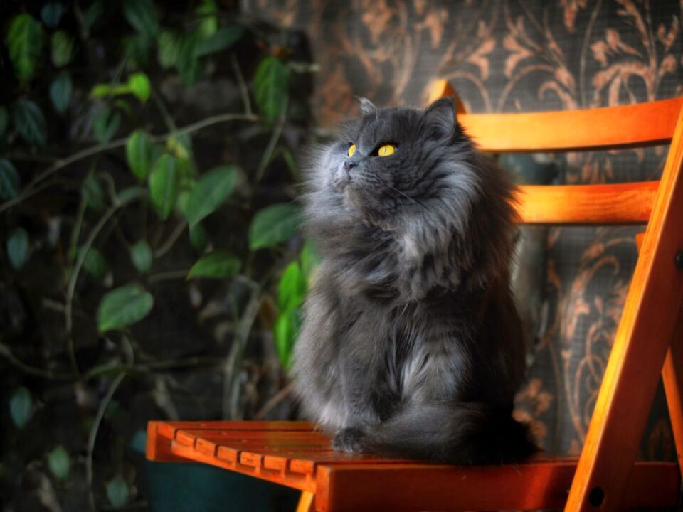 How Long Do Persian Cats Live? A Long And Healthy Diva Life