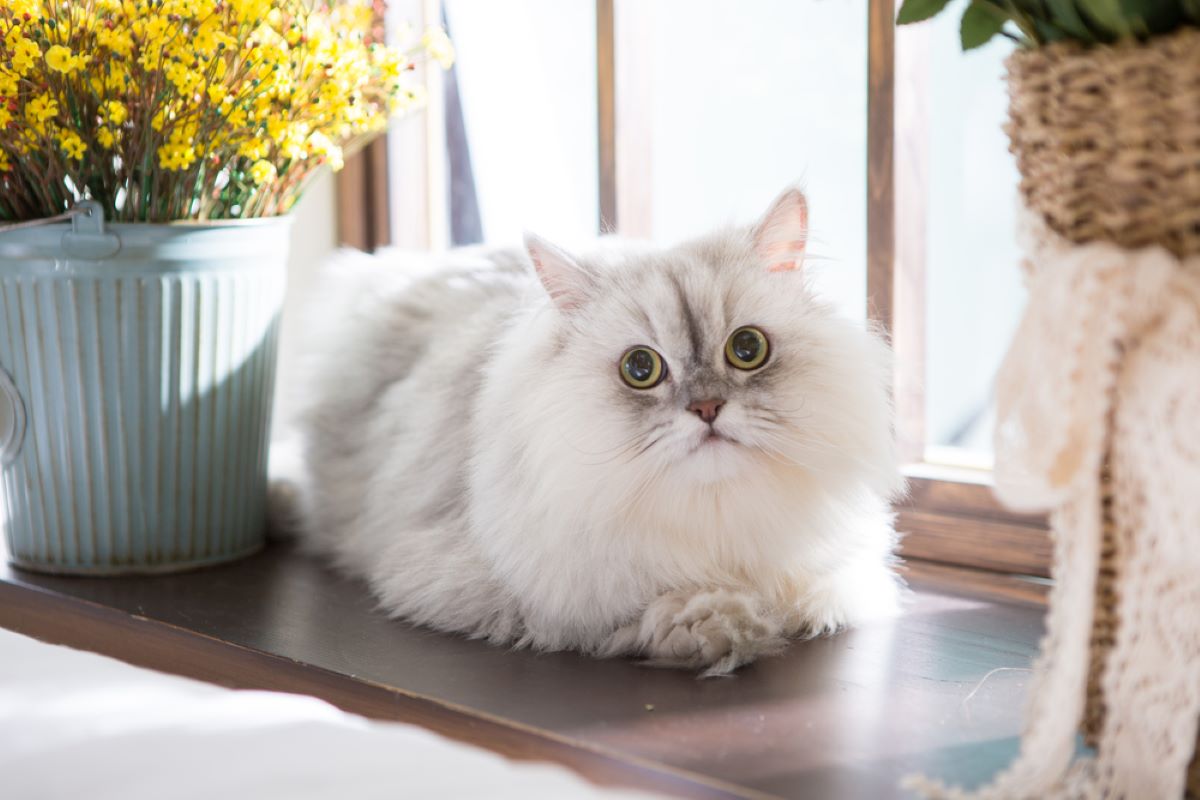 How Long Do Persian Cats Live? A Long And Healthy Diva Life