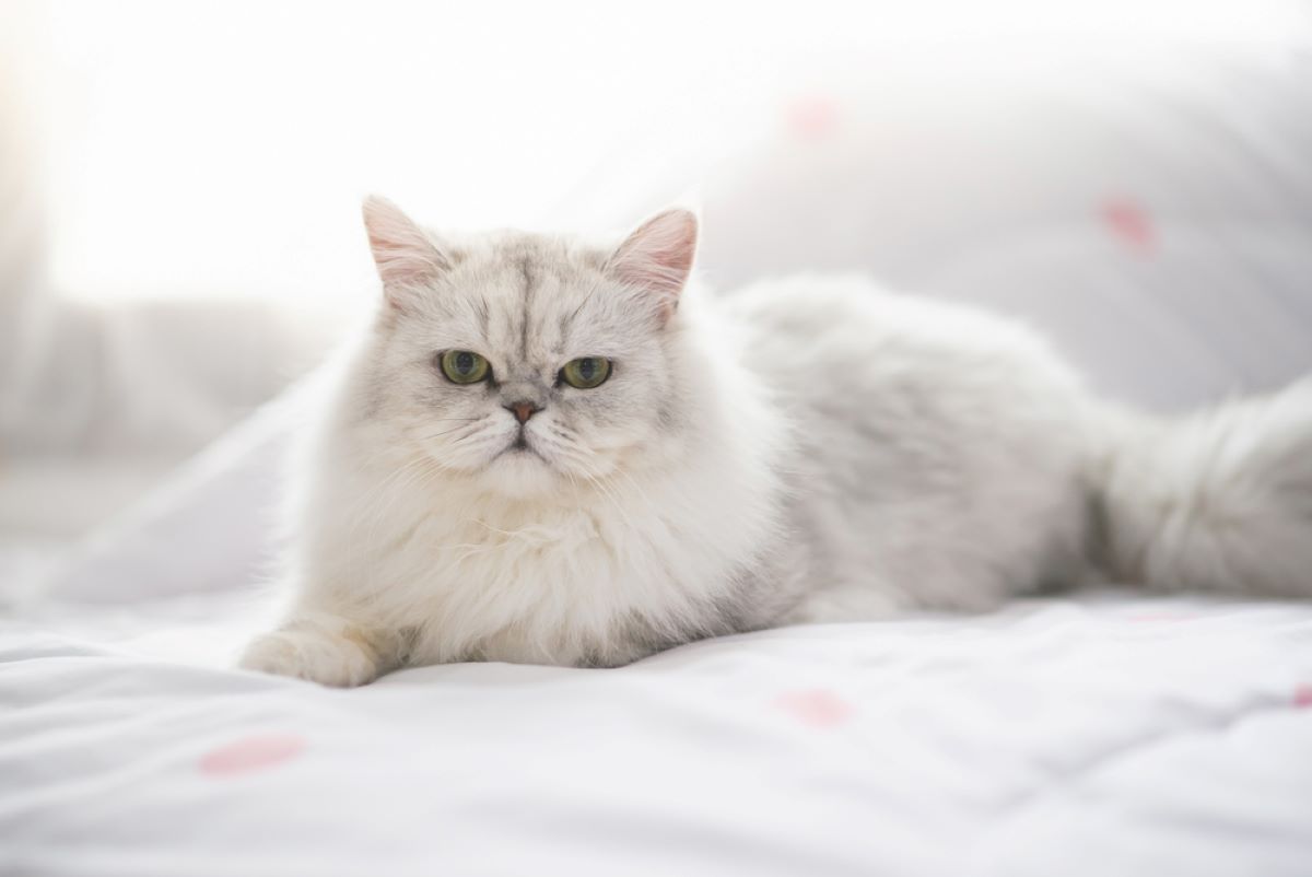 How Long Do Persian Cats Live? A Long And Healthy Diva Life