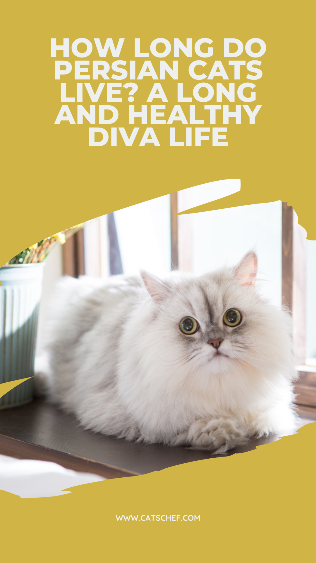 How Long Do Persian Cats Live? A Long And Healthy Diva Life