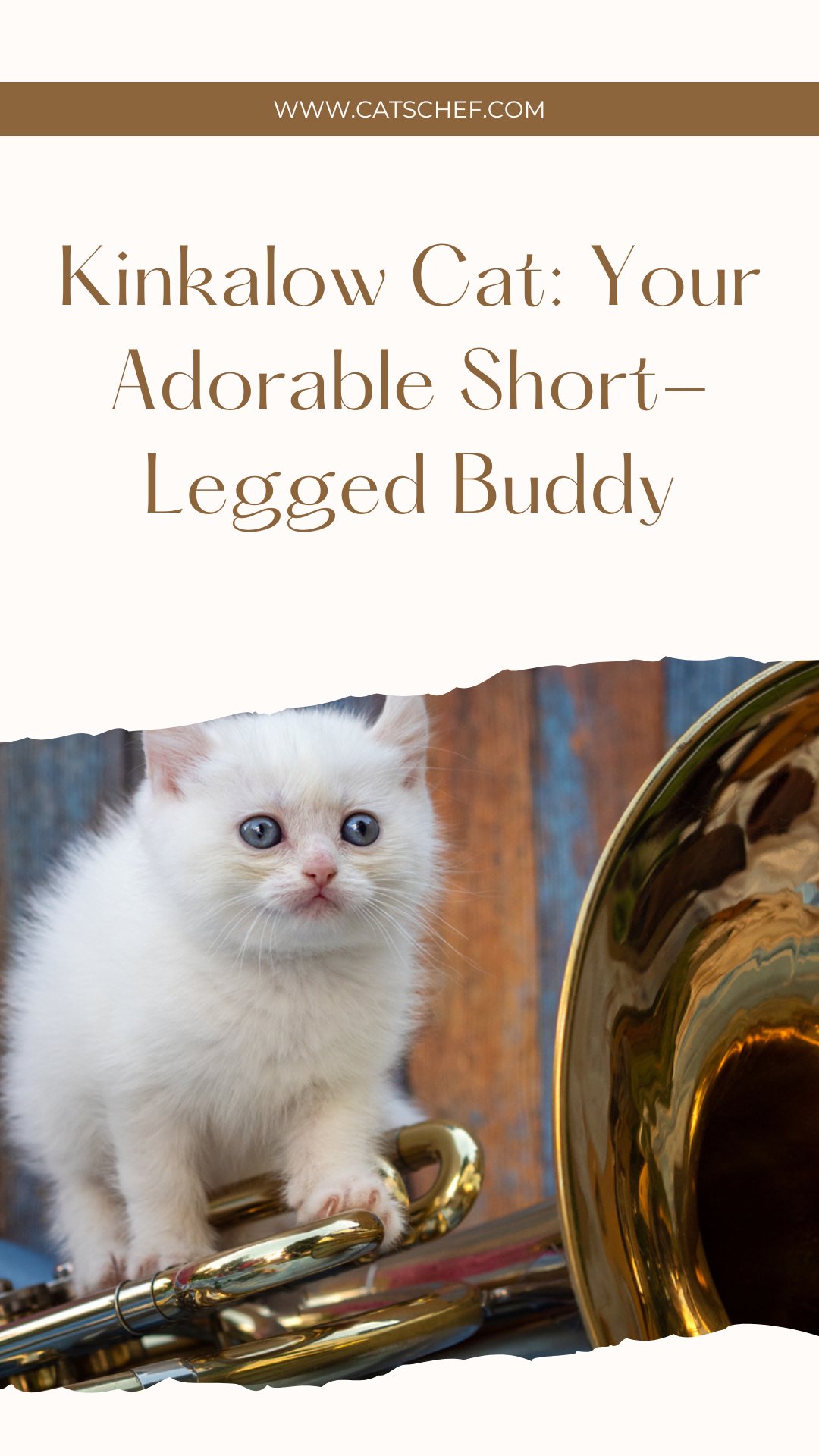 Kinkalow Cat: Your Adorable Short-Legged Buddy