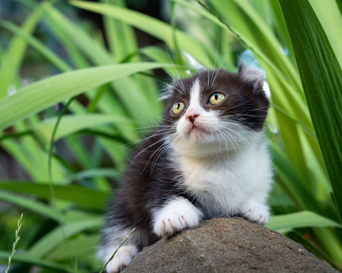 Kinkalow Cat: Your Adorable Short-Legged Buddy