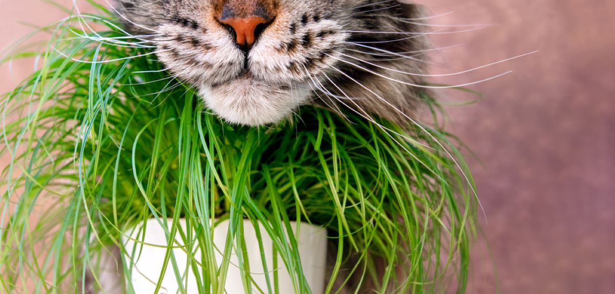Maine Coon Whiskers: Everything About Their Crucial Feature