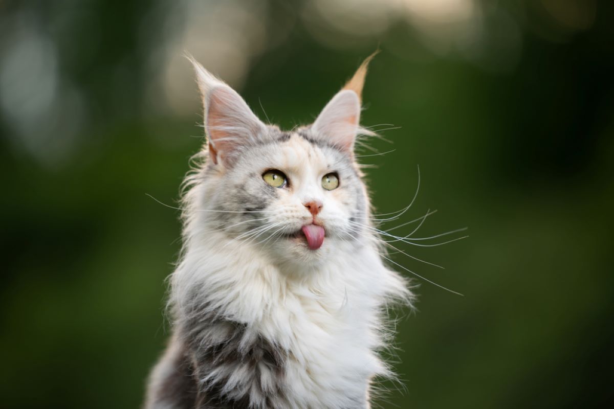 Maine Coon Whiskers: Everything About Their Crucial Feature