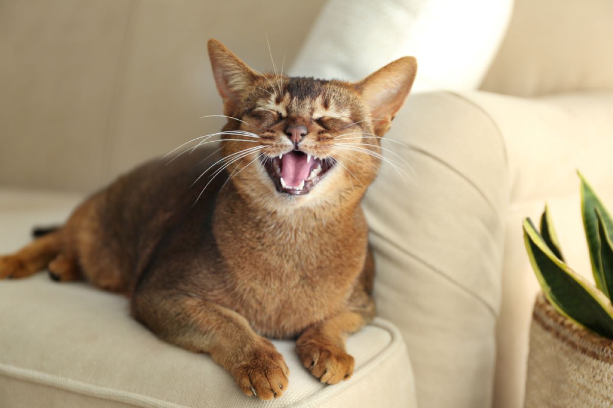 My Cat Talks Back To Me: 6 Reasons Why She's Being Sassy