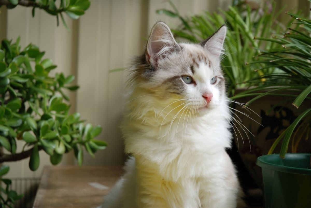 Overall Costs Of Owning A Ragdoll Cat (2023 Price Guide)