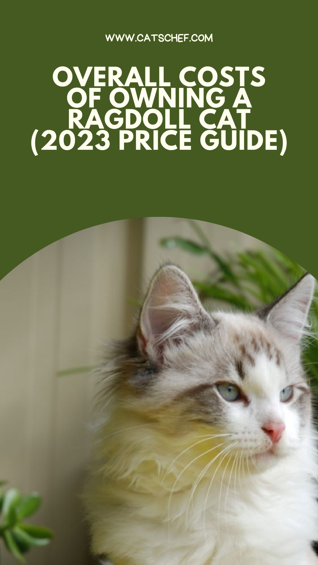 Overall Costs Of Owning A Ragdoll Cat (2023 Price Guide)