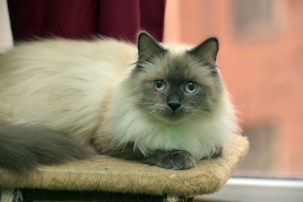 Persian Siamese Mix: A Match Made In Heaven