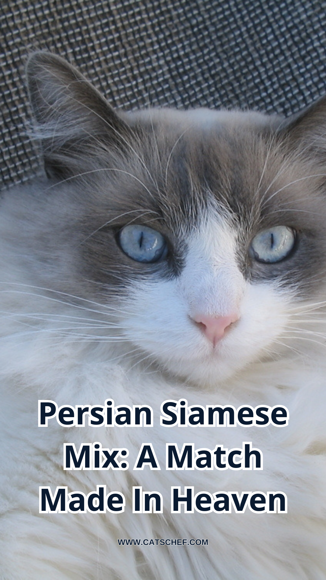Persian Siamese Mix: A Match Made In Heaven